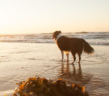 Seaweed: a superfood for your dog and our planet!