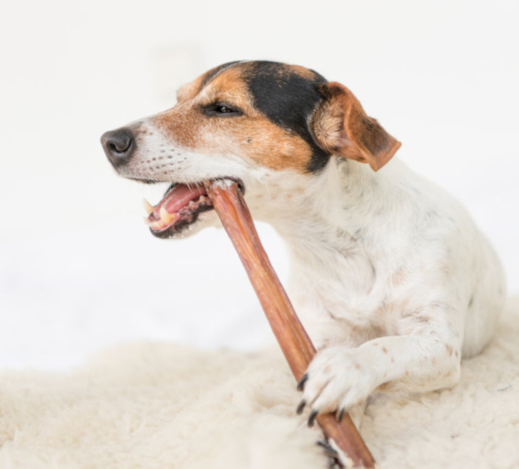 Why does my dog need to chew? Nabucco Pet Food