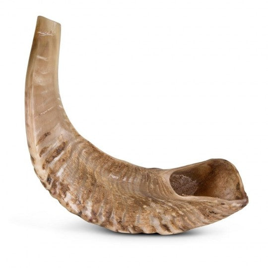 SHEEP HORN